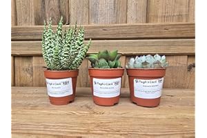 Pugh's Cacti Live Succulent Plants Mix, 5.5cm Pots, Set of 3, Assorted Varieties (Rosette)