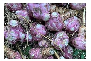 AGRICOLA LA TRECCIA Topinambur (tuberi) - conf. da 2 kg - Nostra Produzione