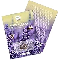 300x Lavendel Samen mit hoher Keimrate - Vielseitig einsetzbare Heilpflanze & ideal für Bienen und Schmetterlinge (inkl…