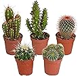 5er Set Kakteen Deko | Kaktus Zimmerpflanze | Kleine Kakteen | Höhe 7-14 cm | Topf-Ø 6 cm