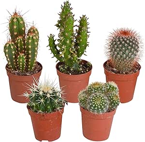 5er Set Kakteen Deko | Kaktus Zimmerpflanze | Kleine Kakteen | H&ouml;he 7-14 cm | Topf-&Oslash; 6 cm