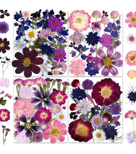 PATIKIL 48 Pcs Fleurs Séchées Pressées Marguerite Rouge Foncé - Artisanat DIY Décoration