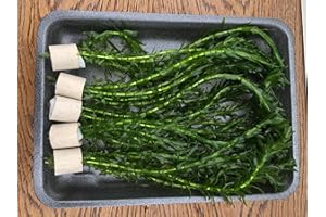 WFW wasserflora 5 Bunde schöne Dichtblättrige Argentinische Wasserpest/Egeria Densa im Bund