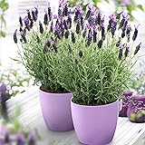 3x Lavandula stoechas Anouk | Lavendel Pflanze | Winterharte Stauden | Höhe 20-30cm | Topf-Ø12cm