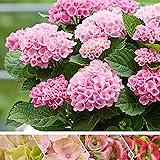 Hydrangea macrophylla"Revolution Pink" | Hortensien Rosa | Winterharte Pflanzen für Garten | Höhe 15-20 cm | Topf-Ø 12 cm