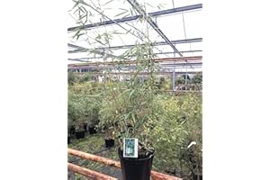 CHARELLAGARDENS PLANTS Bamboo Plants. Bamboo Fargesia Robusta Campbell 5 Litre Pot