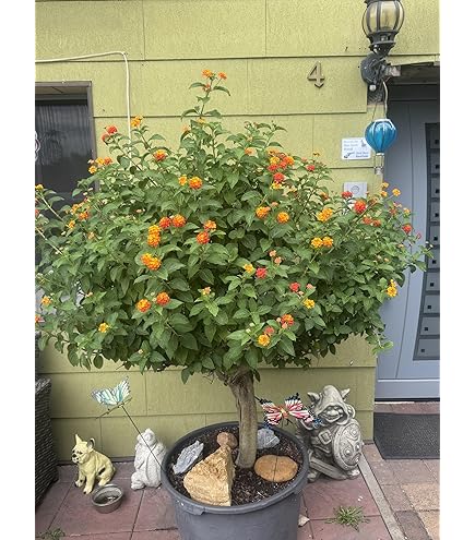 Cómo Cultivar Lantana En Macetas: Guía De Cuidado Definitiva - Mis Plantas Cómo Cultivar Lantana En Macetas: Guía De Cuidado Definitiva - Mis Plantas