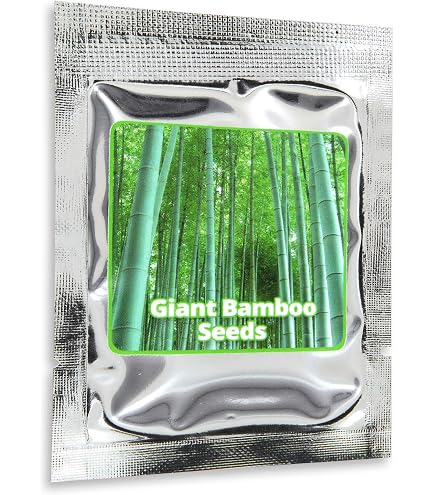 Bambus 'Fargesia fungosa' -15 Samen- (Winterhart bis -20 Crad) : Amazon.de:  Garten