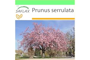 SAFLAX - Wild Black Cherry - 30 seeds - Prunus serrulata