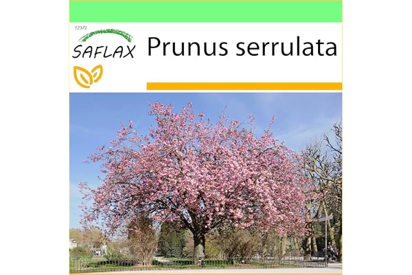 SAFLAX - Cerisier du Japon - 30 graines - Prunus serrulata
