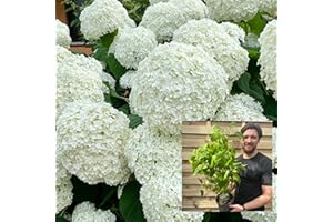 ONE CLICK PLANTS Hydrangea Annabelle Shrub | Smooth Hydrangea | Large White Blooms | 2L Growers Pot
