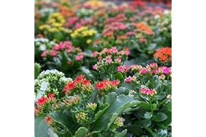 DAKOMYO Kalanchoe - PACK 4 unidades. - maceta 10,5cm. - altura total aprox. 20cm. - planta viva - (envíos solo a península)