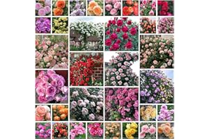 ZTZHYZR 30pcs Graines De Roses, Rosier Grimpant De Couleurs Mélangées, Croissance Rapide, Peuvent Fleurir en Toutes Saisons, Plantes Semences pour Le Jardin, Adaptées Jardin, Treillis Et Clôtures