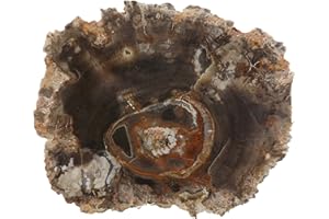 EAGEMS Petrified Wood Slab, a Polished Fossil Stone Tree Specimen Slice from Madagascar, Each Piece Different for a Unique Gift, Medium 2 1/2"-4" Size