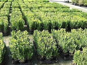 100 Buchsbaum Pflanzen im Topf, Buxus sempervirens, H&ouml;he: 10-15 cm