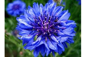 DAMAVAND PRO Cornflower - Centaurea Cyanus- bachelor's button - Wild flower seeds Blue wild 150 seeds - Polka dot