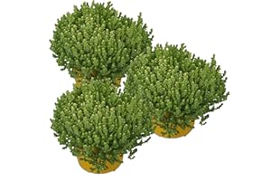 UNSERE-GAERTNEREI-MUELLER drei Pflanzen Mauerpfeffer (Sedum acre) gelb