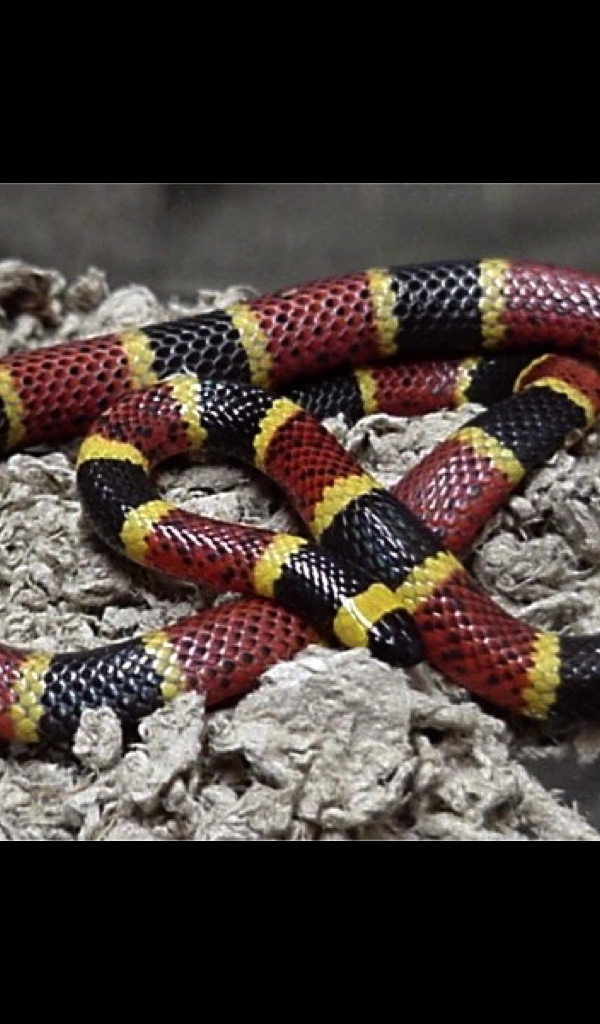 Coral Snake Wallpaper HD Wallpapers of Coral Snakes! Amazon.co.uk