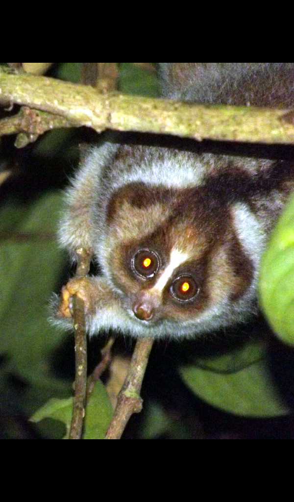 Cute Sloth Wallpaper -- HD Wallpapers of Cute Sloths!: Amazon.de: Apps