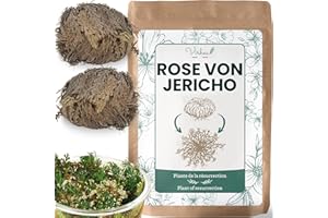 VIRHEA® Rose von Jericho x2 - Echte Rose von Jericho für Zuhause - Wüstenrose in Schale - Dekorative Blume für jeden Raum - Pflegeleicht und langlebig - Ideal als Geschenk oder zur Raumgestaltung