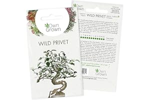 Grow Your Own Bonsai Trees: Premium Bonsai Seeds for Wild Privet – 5 Wild Privet Bonsai Tree Seeds – Ligustrum vulgare Bonsai Tree Seed – Olive Tree Seeds to Grow Your own Plant Indoor by OwnGrown