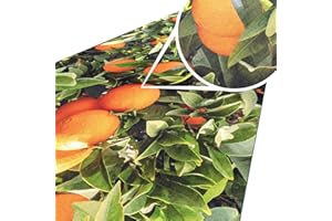 ‎ANRO ANRO Küchenteppich Küchenläufer Teppich Läufer Küche abwischbar rutschfest Design Orangen 140 x 52cm