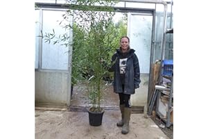 CHARELLAGARDENS PLANTS Large Bamboo Plants - Bamboo Phyllostachys Bissetti. 175/200cm Tall 18 Litre Pot