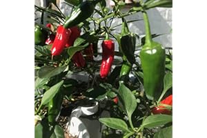 ACQUA TOWER GROWING SYSTEMS Chilli Plants - Hot Mixed Selection: Carolina Reaper + Scotch Bonnet Red + Prairie Fire + Apache - 24 x Plug Plant Pack - Chilli Plug Plants - Chilli Plants UK - Premium Quality Plants
