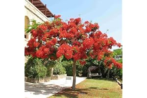 SVI Flamboyán Delonix regia 5 SEMILLAS