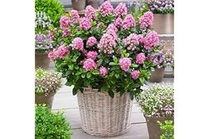 GardenersDream Escallonia Laevis Pink Elle Plant in Pot - Outdoor Garden Ready Evergreen Shrub - Low Maintenance Flowering Shrub for Gardens, Borders and Patios (9cm Pot, 20-30cm)
