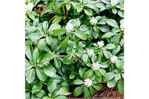 3 Pachysandra Terminalis Green Carpet/Japanese Spurge in 9cm Pots, Groundcover 3fatpigs®
