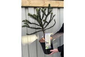 GENERIC Araucaria Araucana Monkey Puzzle Tree | Large Tree | 5L Pot | Height Including Pot 70-75cm