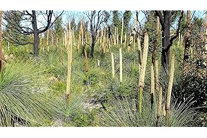 seedsown Xanthorrhoea Australis - Árbol de Hierba - 10 Semillas