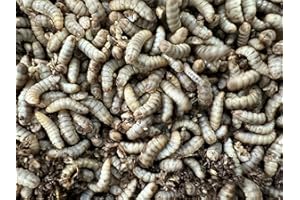 Livefood UK Live Calci Worms Available in tubs and bulk bags (3 tubs of 100)
