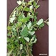 Medicinal & Herb Mookirattai Fresh Leaves | Punarnava | Boerhavia diffusa | Saranai Fresh Leaves with Stems - 50 Grams