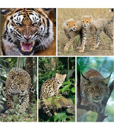 Lot De 7 Cartes Postales Lenticulaires 3D Bébés Animaux - Effet 3D - Format A6 - Édition Colibri - Fabriqué En Allemagne