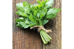PREMIER SEEDS DIRECT - HERB - Lovage - LEVISTICUM OFFICINALE (700 Seeds)