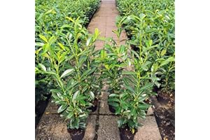GARTENCENTER BARTELS Kirschlorbeer Genolia ® Containerpflanzen 60-80 cm
