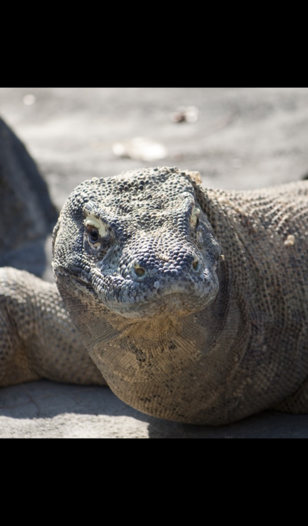 Komodo Dragon Wallpaper -- HD Wallpapers of Komodo Dragons!: Amazon.co