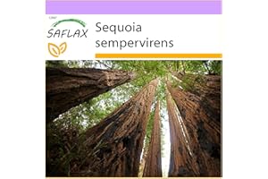 SAFLAX - Coastal Redwood - 50 Seeds - Sequoia sempervirens