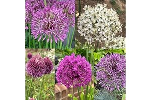 Perfect Plants - Allium 50 Bulb Gift Set – 5 Stunning Spring Varieties (Christophii, Purple Sensation, Purple Rain, Sphaerocephalon, Nigrum), Stunning Ornamental Bulbs, Gift for Gardeners
