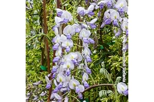 AZIENDA AGRICOLA TEMPESTI STEFANIA Glicine a fiore blu, 2 piante con altezza 100/120 cm, vaso Ø16