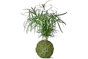 Tranquil Plants Home Decor Falcatus Fern Bonsai Style Tree Indoor Plant in Green Moss Ball for Bedroom | Zen Garden and Desk Decor | Indoor House Plant or Gardening Gifts - 30cm High