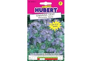 GRAINES HUBERT SEMENCES & ENGRAIS MAIROL Graines de Phacélie Pour 35 m² - Engrais Vert - 25 grammes