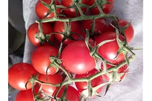 GHINO DI TACCO POMODORO PICCADILLY