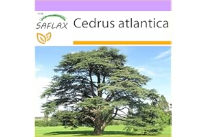 SAFLAX - Cedro dell'Atlante - 20 semi - Cedrus atlantica