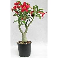 THE BONSAI PLANTS Beautiful Adenium Dessert Rose Plant