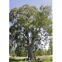 Semillas de Eucalipto rojo - EUCALYPTUS CAMALDULENSIS - T.O.G