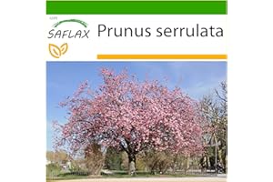 SAFLAX - Japońskie Kwiaty Wiśni - 30 Nasiona - Z pożywką wolną od zarazków - Prunus serrulata