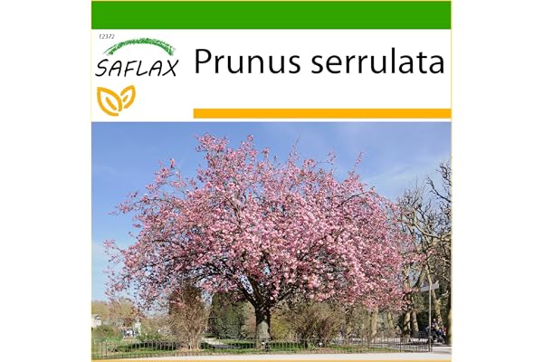SAFLAX - Cerisier du Japon - 30 graines - Avec substrat - Prunus serrulata